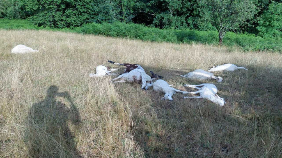 Grom usmrtio stado ovaca kod Ivanjice: Letele su tri metra u vazduh