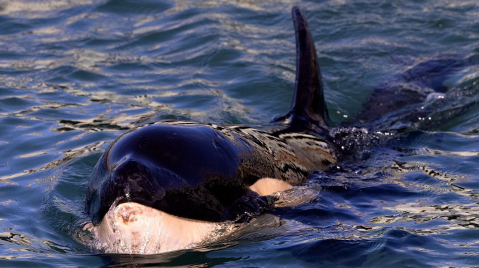 Jato kitova ubica sat vremena jurilo jahtu britanskog para: Posada pripremala beg na splavu za spasavanje