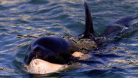 Tuga na Novom Zelandu: Uginuo Toa, izgubljeno mladunče kita ubice
