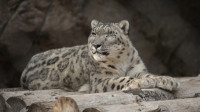 Nevakcinisani leopard zaražen koronavirusom u zoo-vrtu u San Dijegu