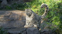 Snežni leopard Rilu uginuo zbog kovida 19