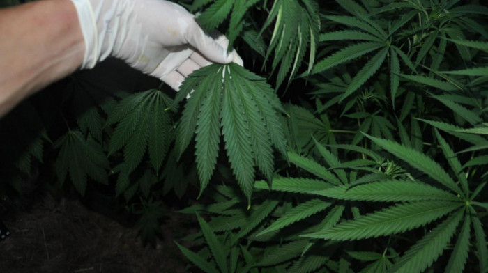 Ukrajina legalizovala marihuanu: "Kanabis može da se koristi u medicinske, industrijske i naučne svrhe"