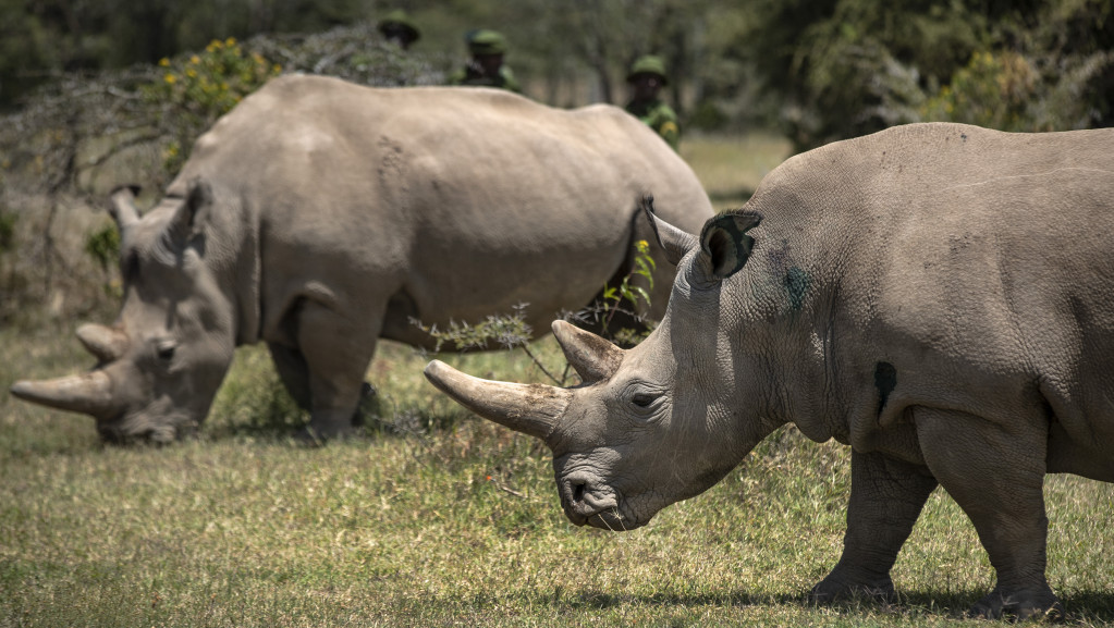 Životinje i vantelesna oplodnja: Naučnici koji pokušavaju da spreče izumiranje severnog belog nosoroga proizveli tri embriona