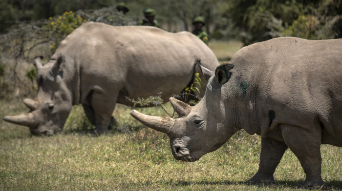Životinje i vantelesna oplodnja: Naučnici koji pokušavaju da spreče izumiranje severnog belog nosoroga proizveli tri embriona