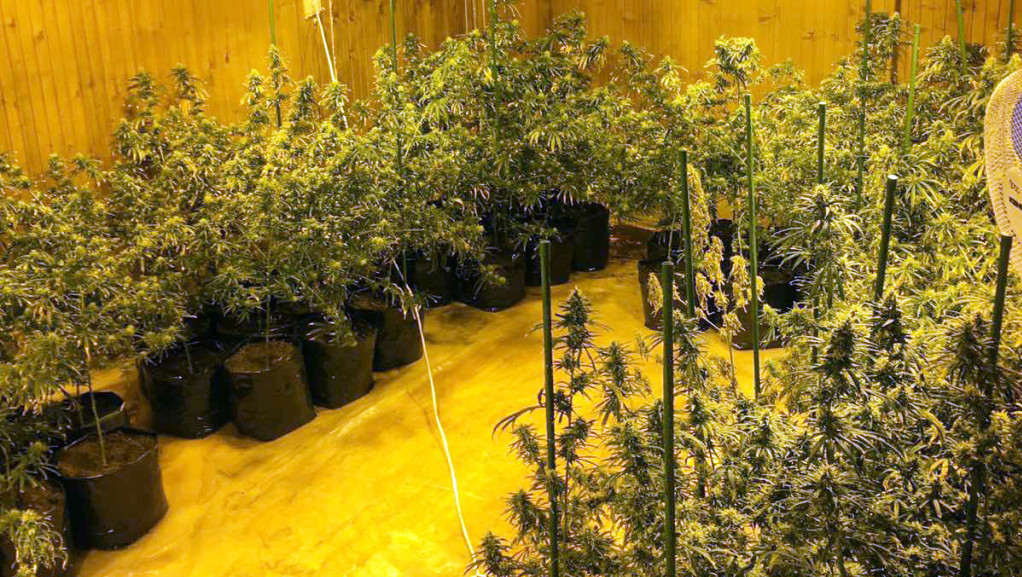 Policija u okolini Zrenjanina otkrila laboratoriju za proizvodnju marihuane, uhapšen muškarac