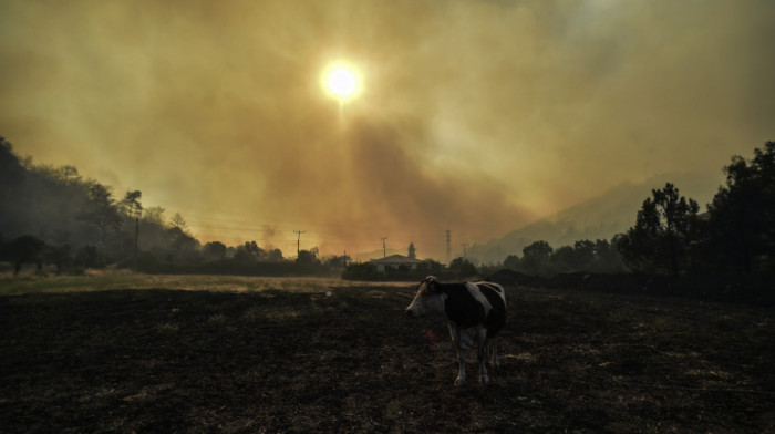 Lokalizovani požari kod Kosova Polja, uzrok ljudski nemar