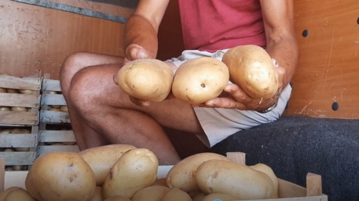 Kilogram krompira u jednom plodu - proizvođači zadovoljni prinosom