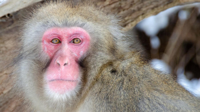 Ženka majmuna prvi put vođa čopora u rezervatu - put do vrha počela tučom s majkom, obračunala se s alfa mužjakom