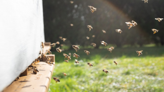 Istraživanje pokazalo da pčele koje unose kofein bolje od ostalih oprašuju biljke