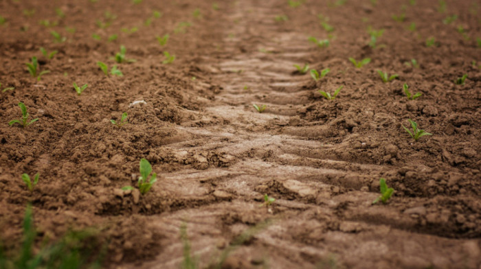 Vraćeno u posed države 700 hektara poljoprivrednog zemljišta u Sirigu i Čeneju