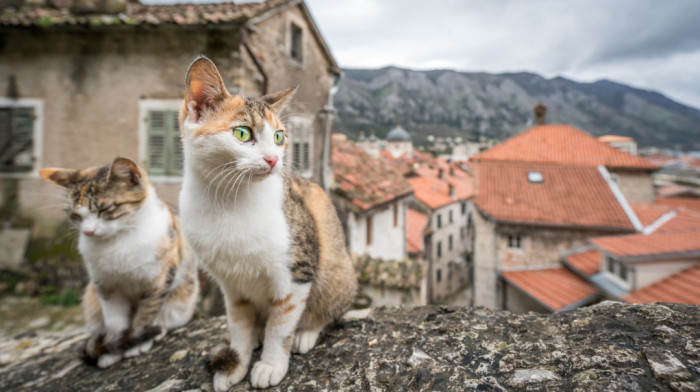 Grad na obali Jadrana ima novi simbol – mačke su ga vekovima štitile od štetočina