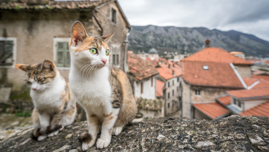 Grad na obali Jadrana ima novi simbol – mačke su ga vekovima štitile od štetočina
