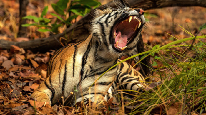 Tigar ubio ženu u safari parku u Čileu