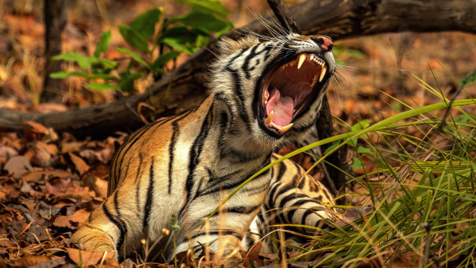 Tigar ubio ženu u safari parku u Čileu