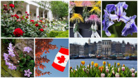 Natalijina ramonda, iris, karanfil, lala i ruža: Kakve priče stoje iza nacionalnih cvetova