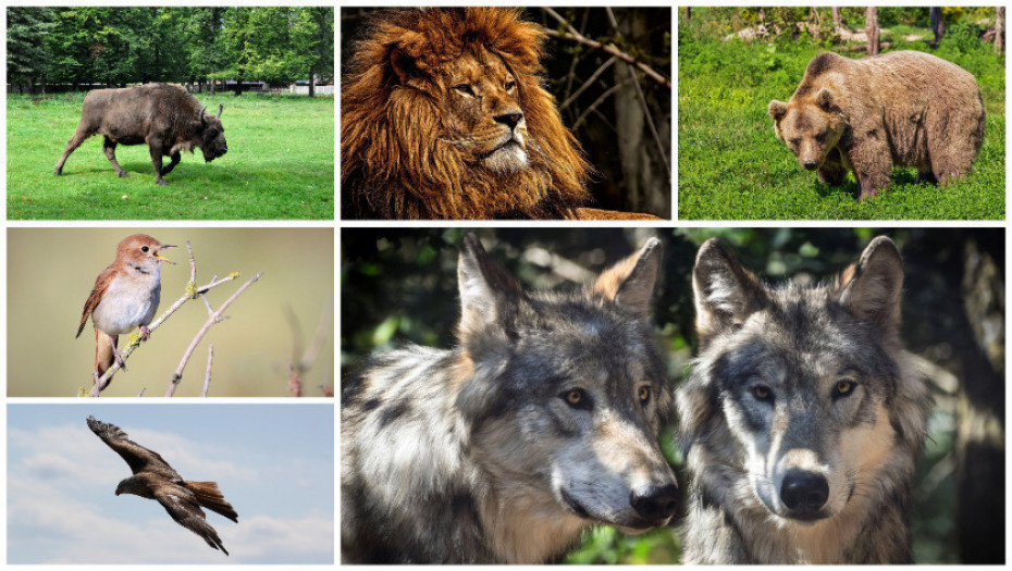 Lavovi, orlovi, medvedi, slavuji: Svaka slovenska zemlja ima neku životinju koja je njen nacionalni simbol