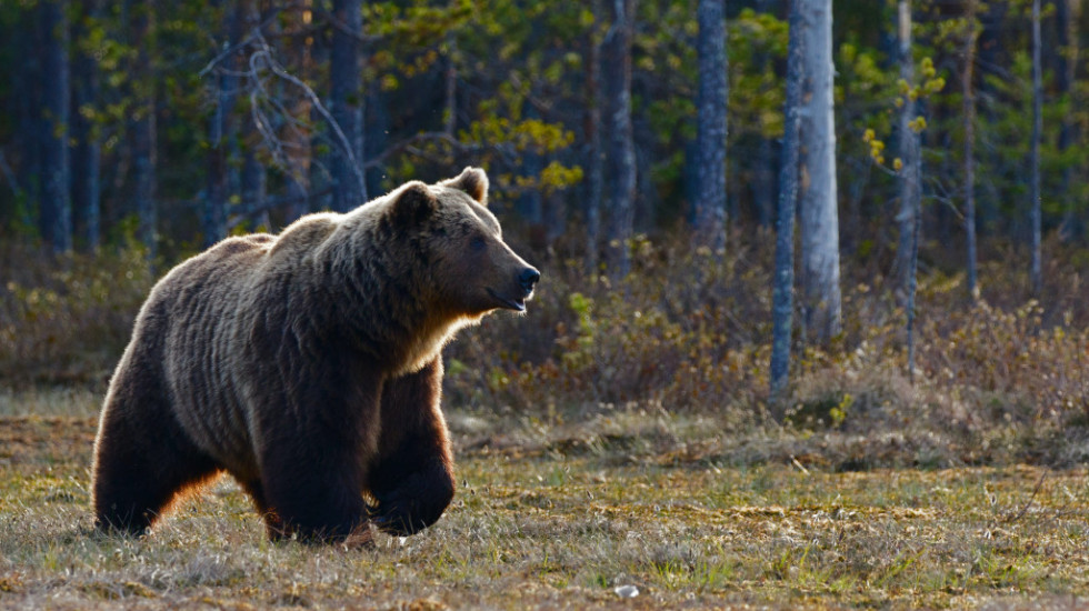 Najbrojnija populacija mrkih medveda u Evropi živi na Tari: "Veća je šansa da vas udari grom nego da vas oni napadnu"