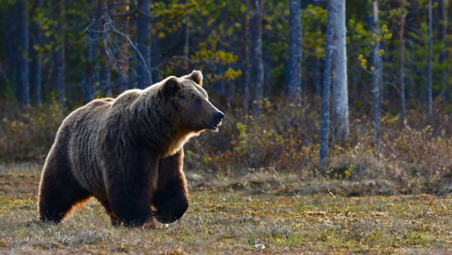 Turista u Nevadi podneo tužbu zbog medveda u kontejneru
