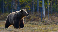 Turista u Nevadi podneo tužbu zbog medveda u kontejneru