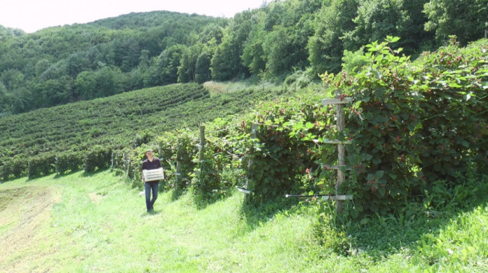 Kupina četiri puta skuplja nego lane - proizvođači prognoziraju novi rast cene