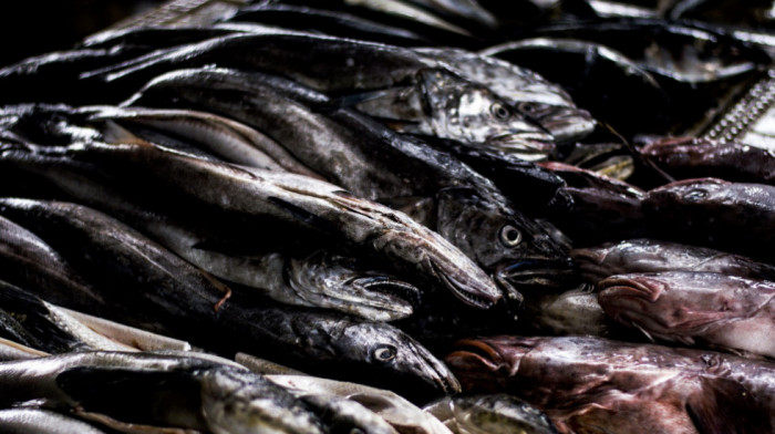U Norveškoj uginulo 96.000 lososa od curenja hlora