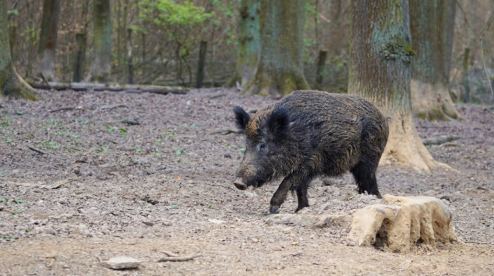 Afrička svinjska kuga pojavila se u Mađarskoj, virus otkriven na lešu divljeg vepra