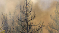 Na Peloponezu evakuisano više od 20 sela, požari idu ka stambenim delovima