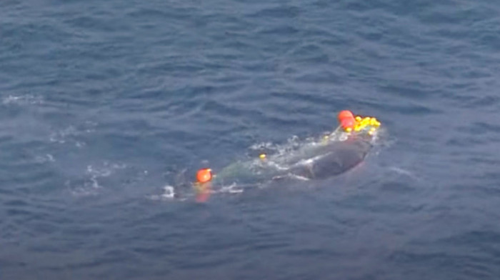 Australija: Epsko spasavanje kita upletenog u mrežu za ajkule