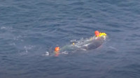 Australija: Epsko spasavanje kita upletenog u mrežu za ajkule