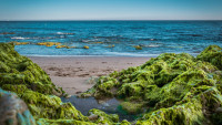 Da li će planetu spasiti morske alge?