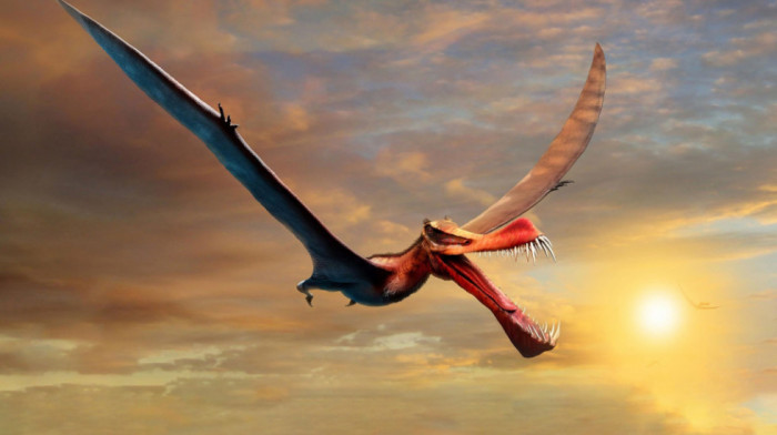 Zastrašujući "zmaj" sa rasponom krila od sedam metara bio je najveći reptil u Australiji