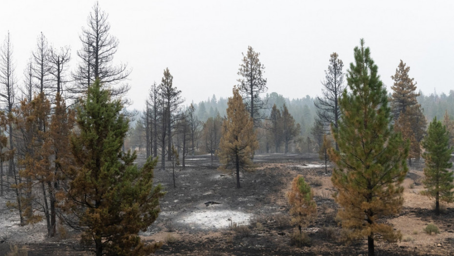 U požarima u Hrvatskoj ove godine izgorelo više od 56 hektara rastinja