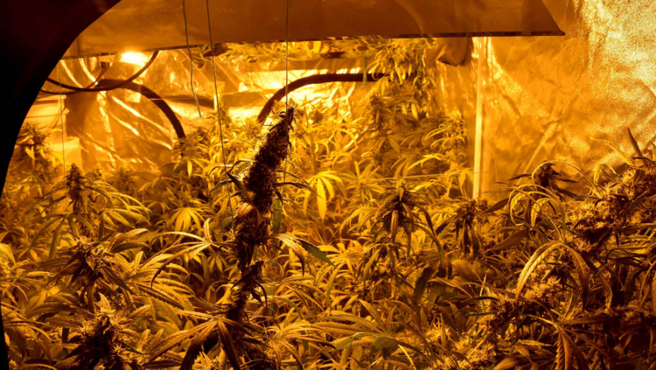 Otkrivena laboratorija za uzgoj marihuane u Pančevu, uhapšena jedna osoba