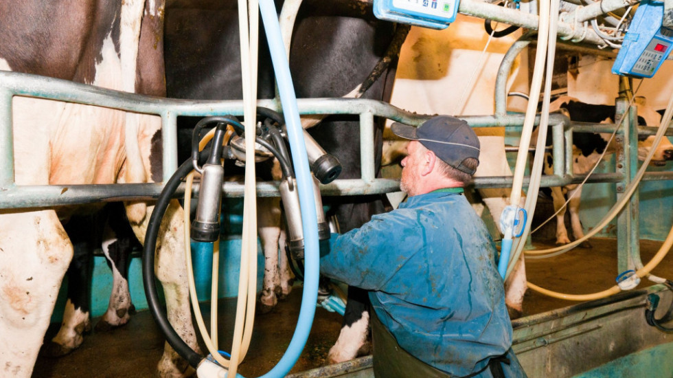 Za godinu dana u Španiji zatvoreno 120 farmi mleka