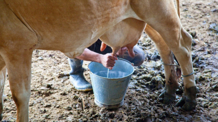 Prijavljivanje za premiju za mleko za drugi kvartal do 3. avgusta