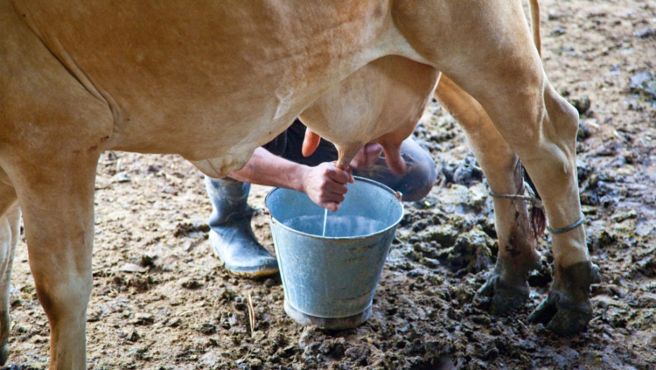 Prijavljivanje za premiju za mleko za drugi kvartal do 3. avgusta