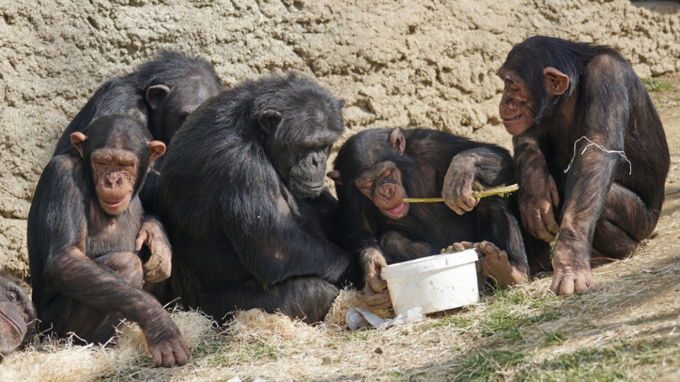 Kako su ljudi razvili govor i zašto šimpanze nemaju tu sposobnost?