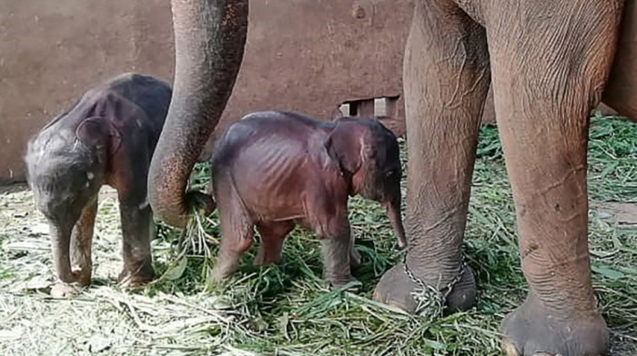 Rođeni slonovi blizanci, prvi put u 80 godina