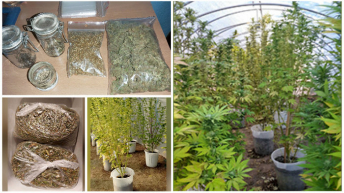U Jagodini otkrivena laboratorija za uzgoj marihuane, uhapšena jedna osoba