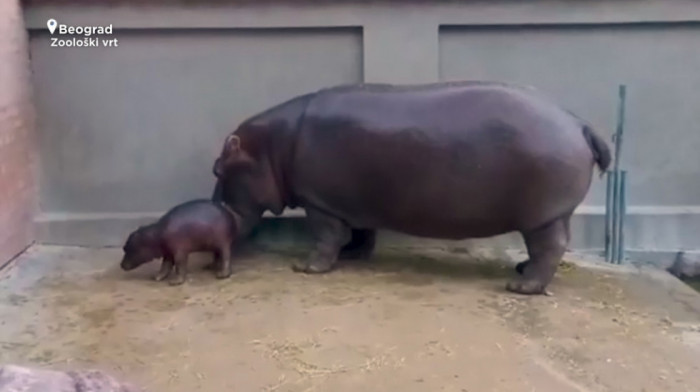 Beo Zoo Vrt bogatiji za bebu nilskog konja