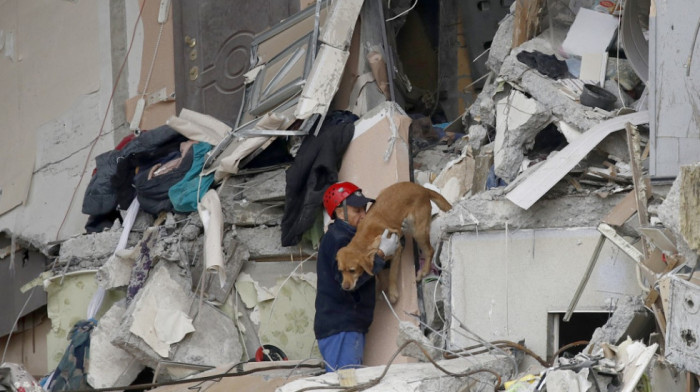 Pas, četiri mačke, mače i papagaj: Posle tri sedmice spasene životinje iz urušene zgrade kod Moskve