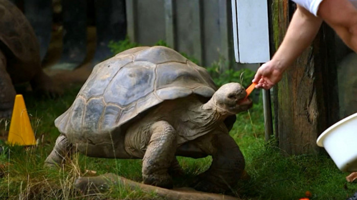 Sestre u najboljim godinama - kornjače sa Galapagosa se trkale na 200 metara