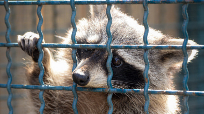 "Tužno je videti sve stvari koje su životinje progutale": Zoološki vrt u Majamiju uputio apel svojim posetiocima