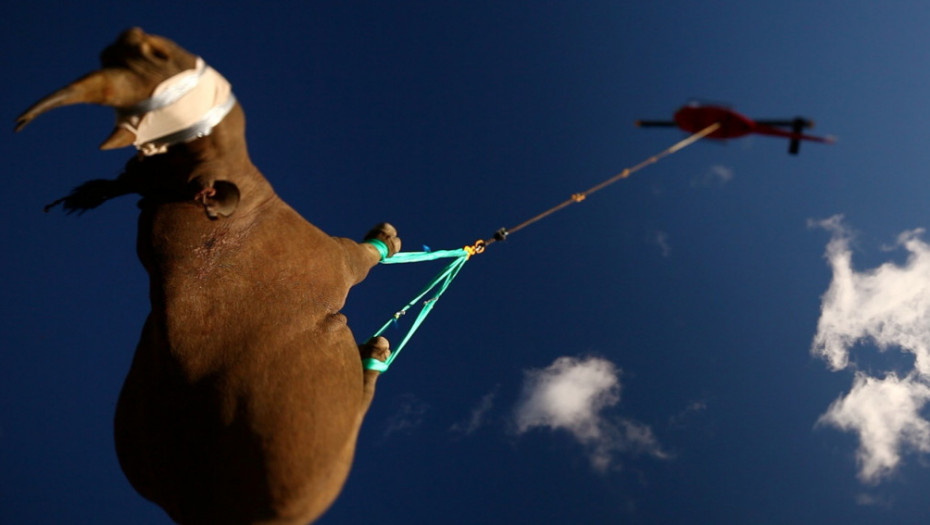 Dodeljene "smešne" Nobelove nagrade: Kako prevesti nosoroga helikopterom i druga neverovatna istraživanja