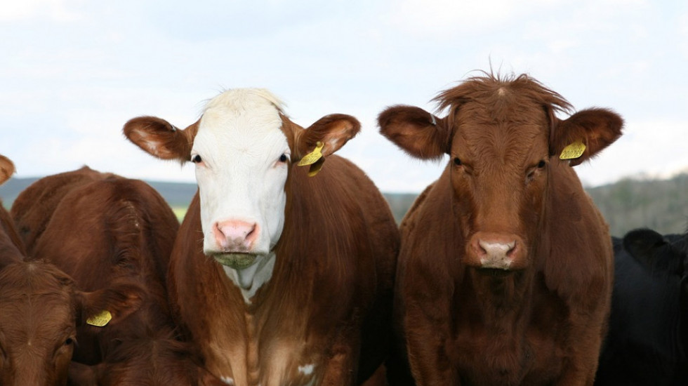 I krave krive za efekat staklene bašte: Novozelandski stočari uskoro će morati da plaćaju "porez na gasove"