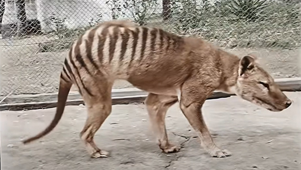 Izumrli pre skoro jednog veka: Kolorizovan snimak poslednjeg tasmanijskog tigra