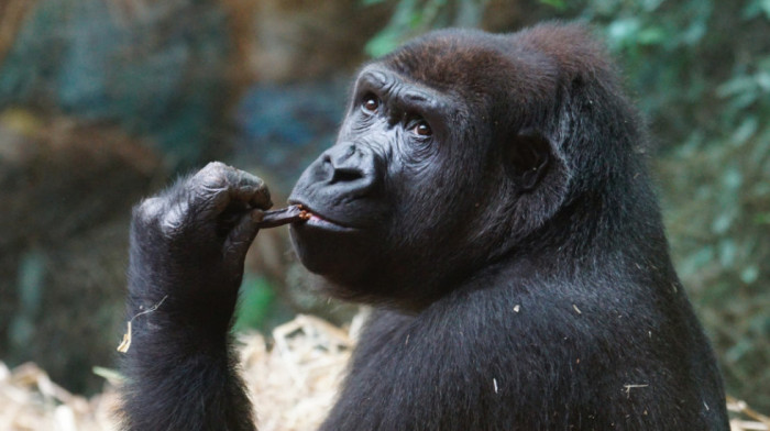13 gorila se zarazilo koronom u zoo-vrtu u Atlanti