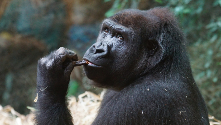 13 gorila se zarazilo koronom u zoo-vrtu u Atlanti