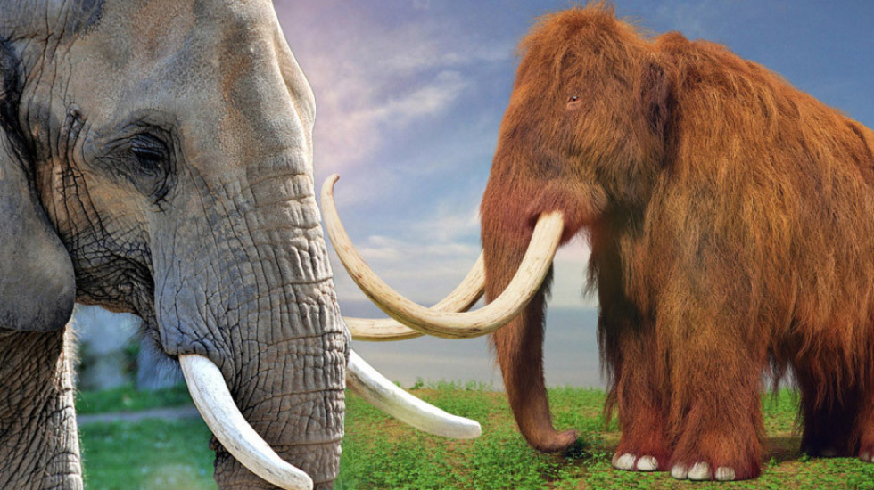 Ambiciozan plan naučnika: Ukrštaju DNK da stvore slona-mamuta