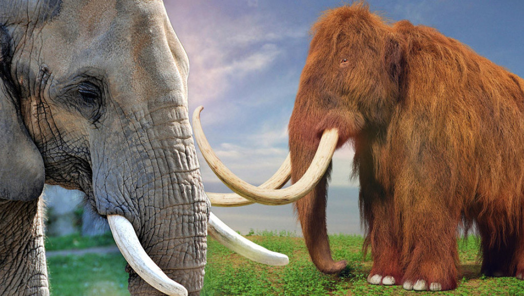 Ambiciozan plan naučnika: Ukrštaju DNK da stvore slona-mamuta